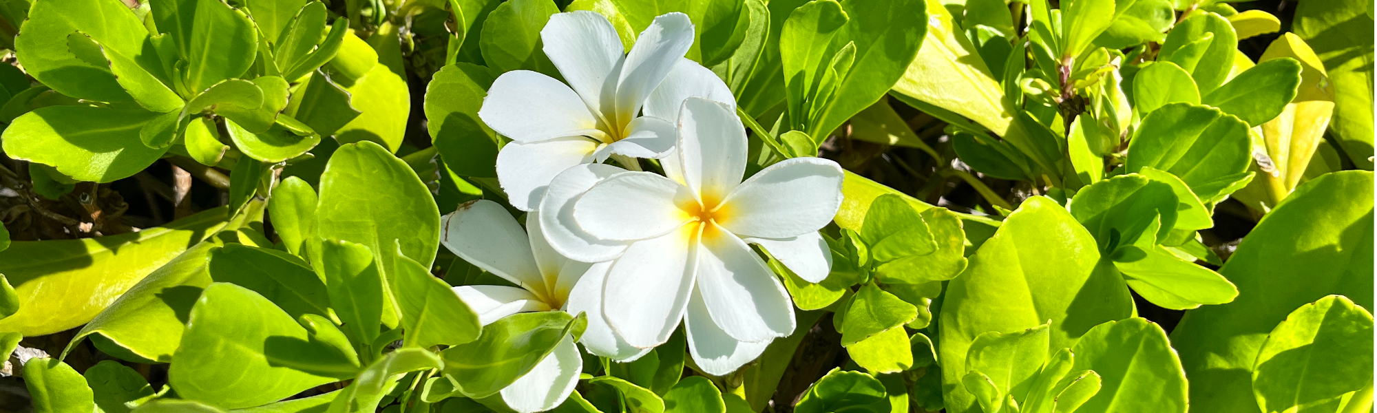 ハワイに咲く花